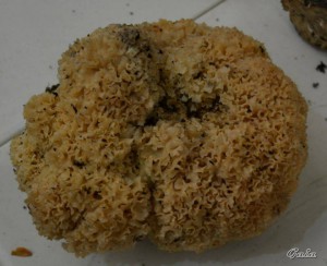 Sparassis crispa típica seta de nuestros pinares ("cagarria" o coliflor)